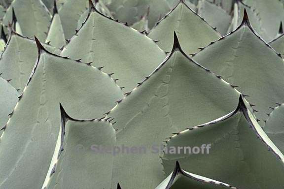 agave parryi var huachucensis 6 graphic